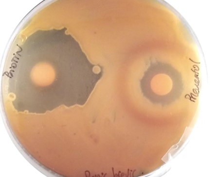 Figure 2. Example of a preliminary comparative evaluation of Biotin T and Preventol R80 efficiency against Penicillium brevicompactum evaluated through the Agar disc diffusion method.