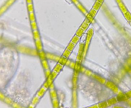 Microalgas en la muestra 7 (zona húmeda con manchas verdes sobre el pavimento anexo a la fuente): a) Oedogonium sp. en la muestra ambiental; b) Detalle de un filamento de Oedogonium sp. creciendo en el enriquecimiento después de 4 semanas de cultivo; c) Filamentos de Oedogonium sp. creciendo en enriquecimiento.